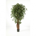 Ficus Liana Exotica de luxe 120cm